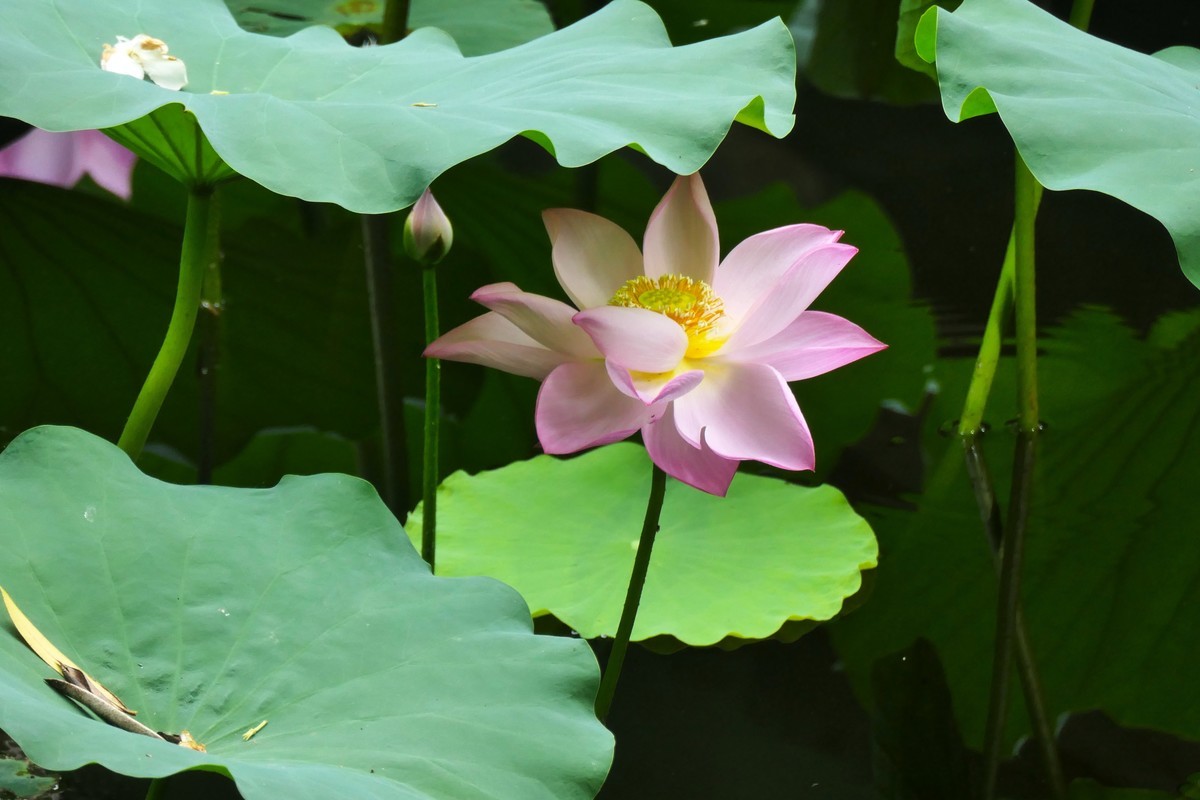 【荷花】——摄于上海天山公园2024-8-21