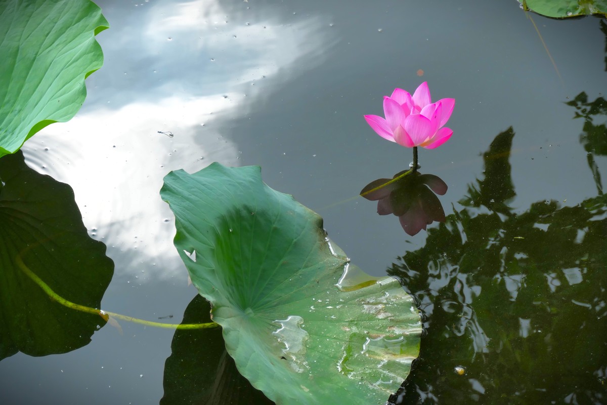【荷花】——摄于上海天山公园2024-8-21