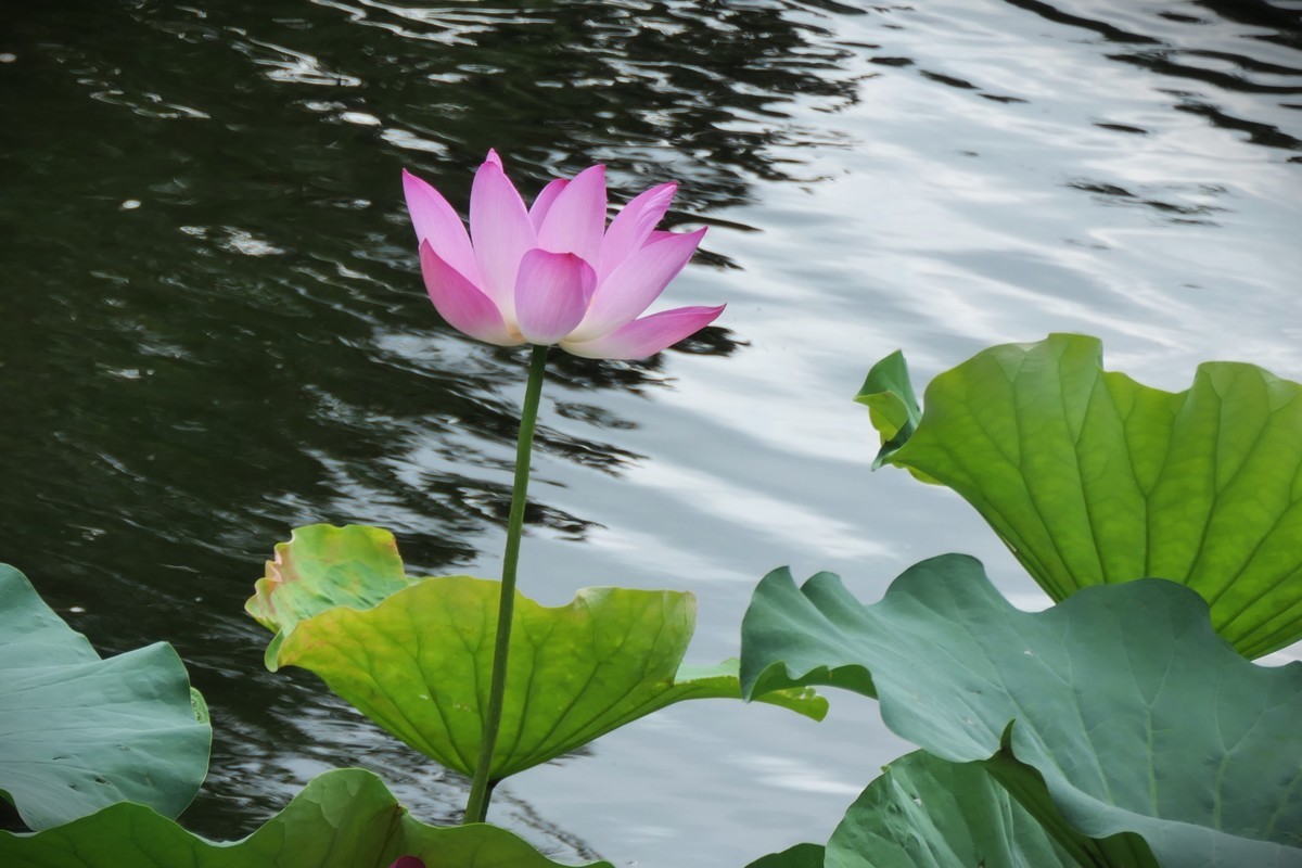 【荷花】——摄于上海天山公园2024-8-21