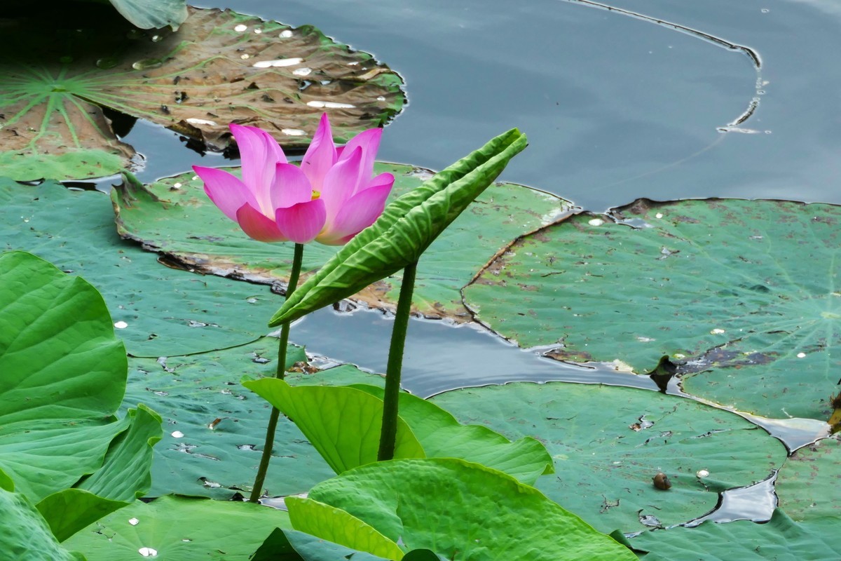 【荷花】——摄于上海天山公园2024-8-21