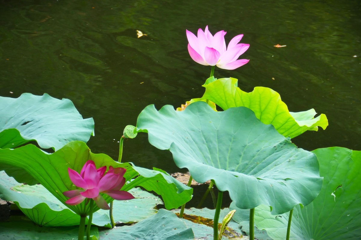 【荷花】——摄于上海天山公园2024-8-21