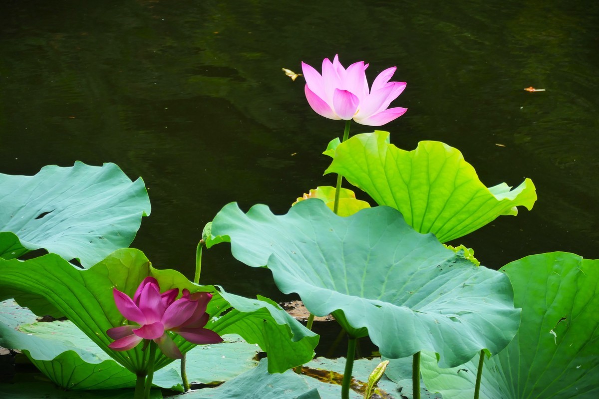 【荷花】——摄于上海天山公园2024-8-21