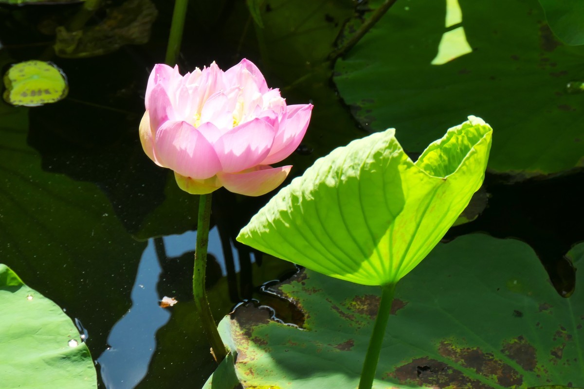 【荷花】——摄于上海天山公园2024-8-21