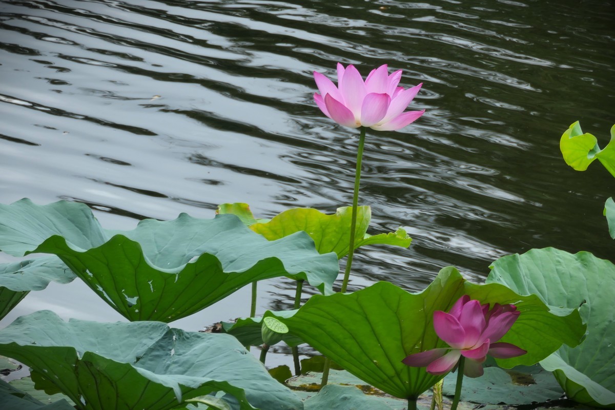 【荷花】——摄于上海天山公园2024-8-21