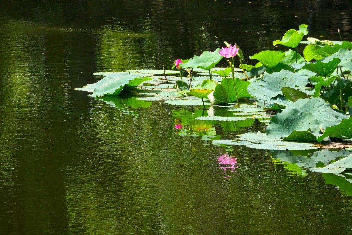 【荷花】——摄于上海天山公园2024-8-21
