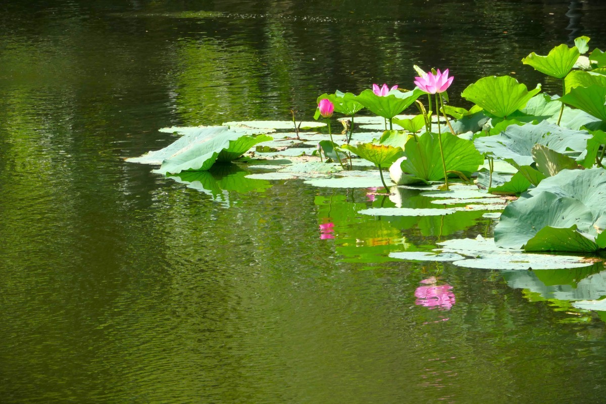 【荷花】——摄于上海天山公园2024-8-21