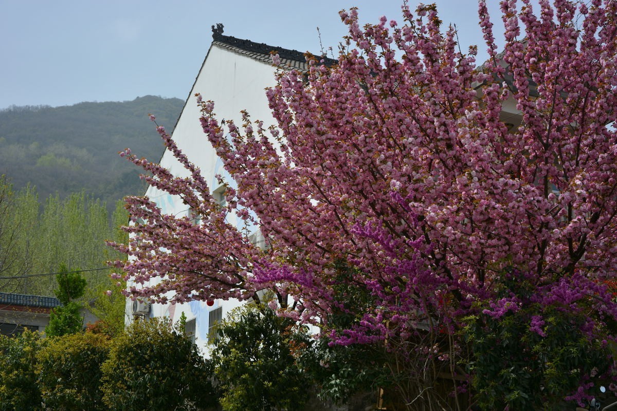 秦岭山麓看到的