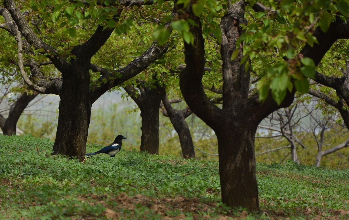秦岭山麓看到的