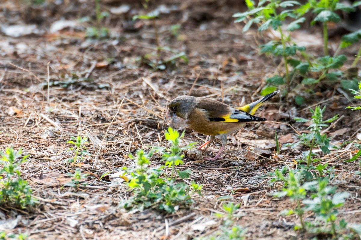 漂亮的金翅雀（二）