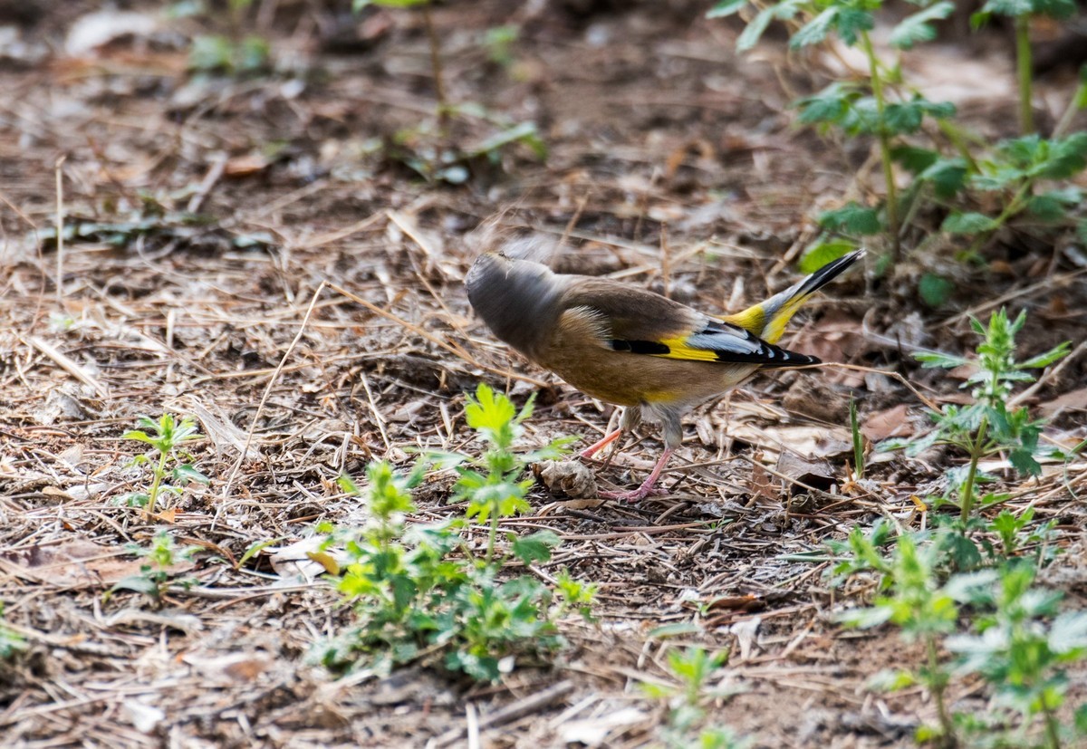 漂亮的金翅雀（二）