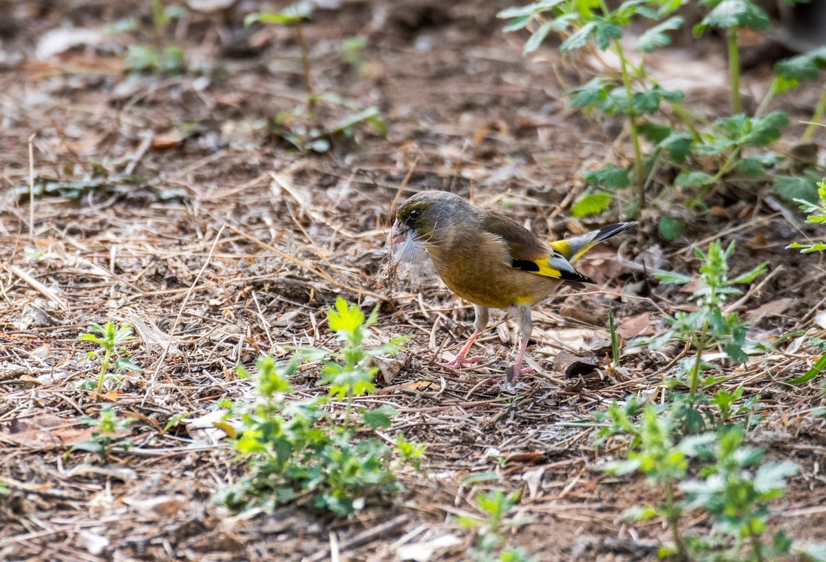 漂亮的金翅雀（二）