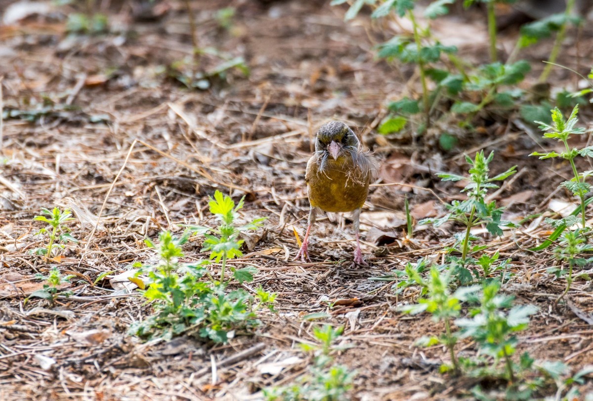 漂亮的金翅雀（二）