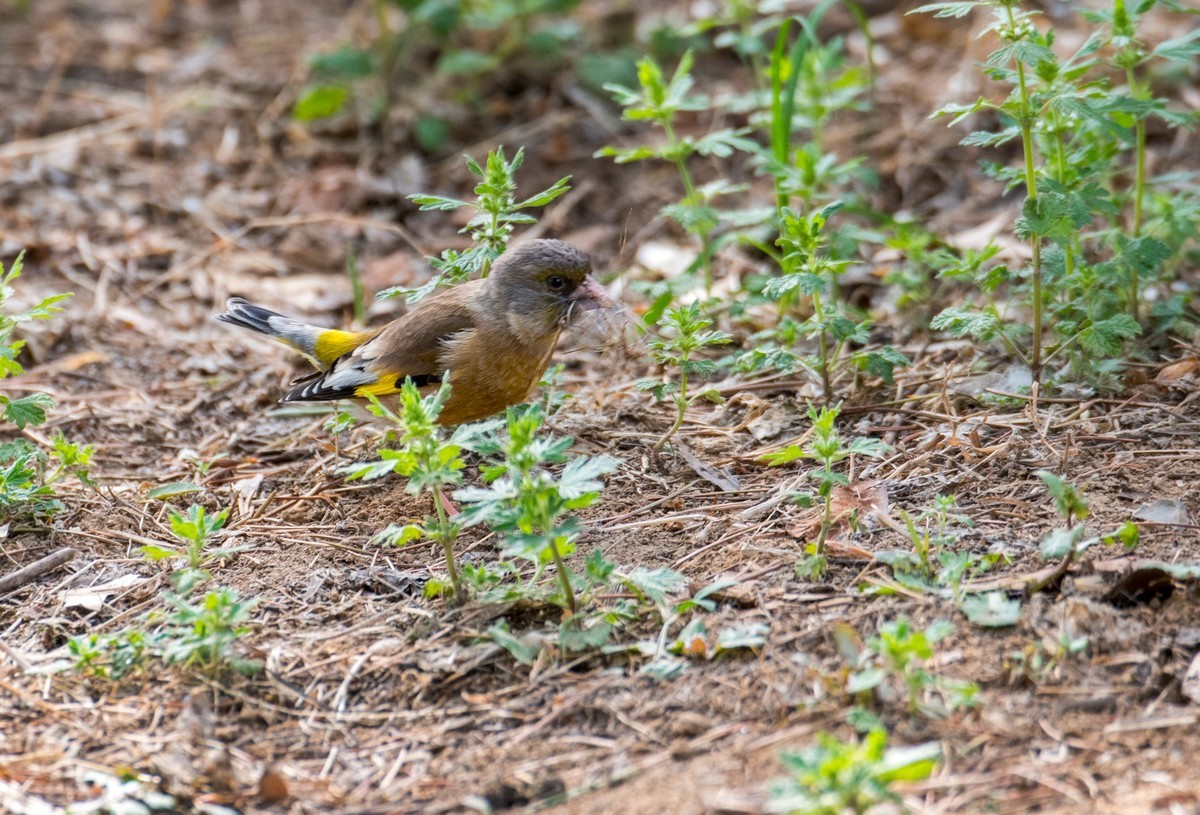 漂亮的金翅雀（二）