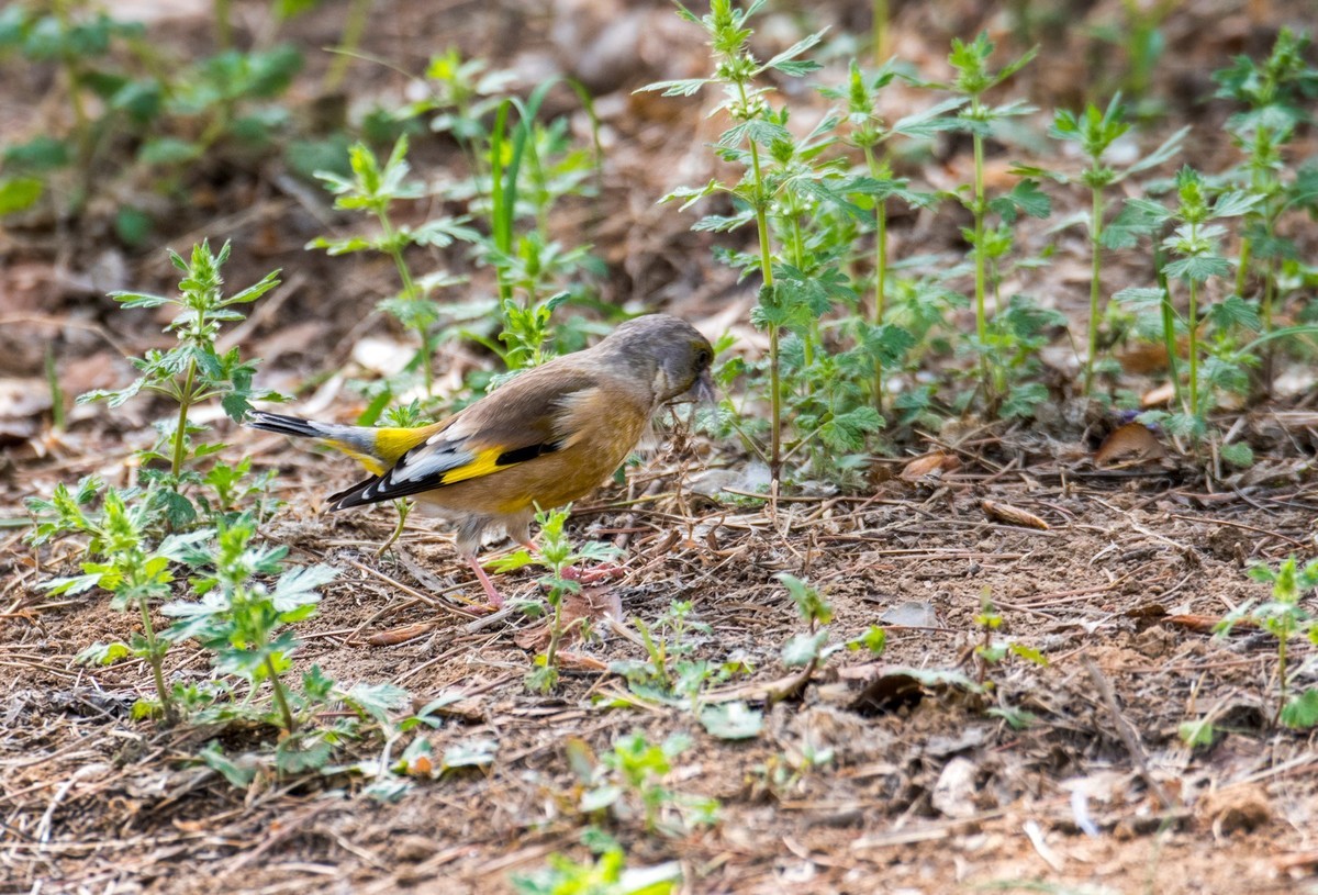 漂亮的金翅雀（二）