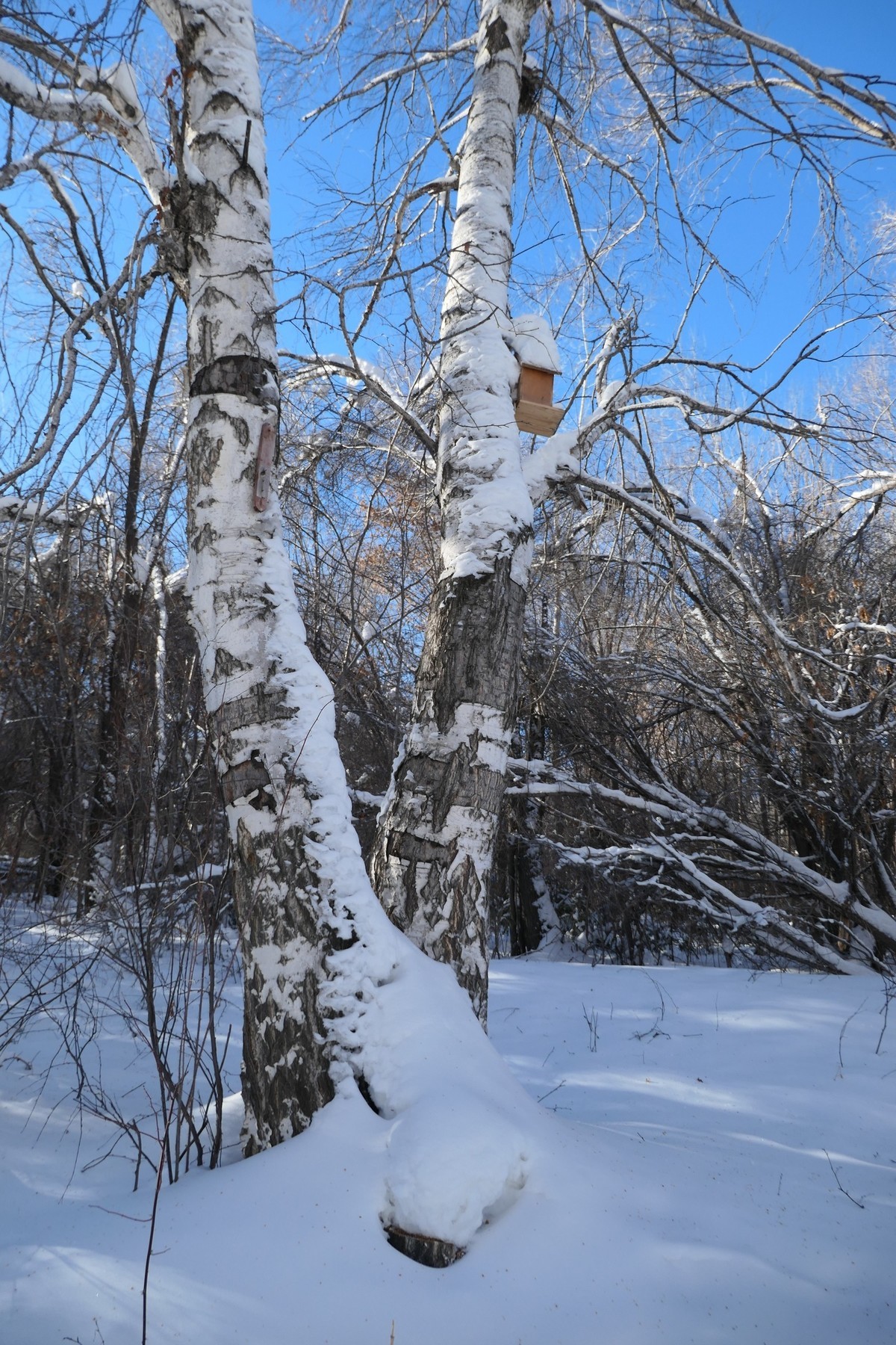 我只是把出去看到的随手记录下来（217）