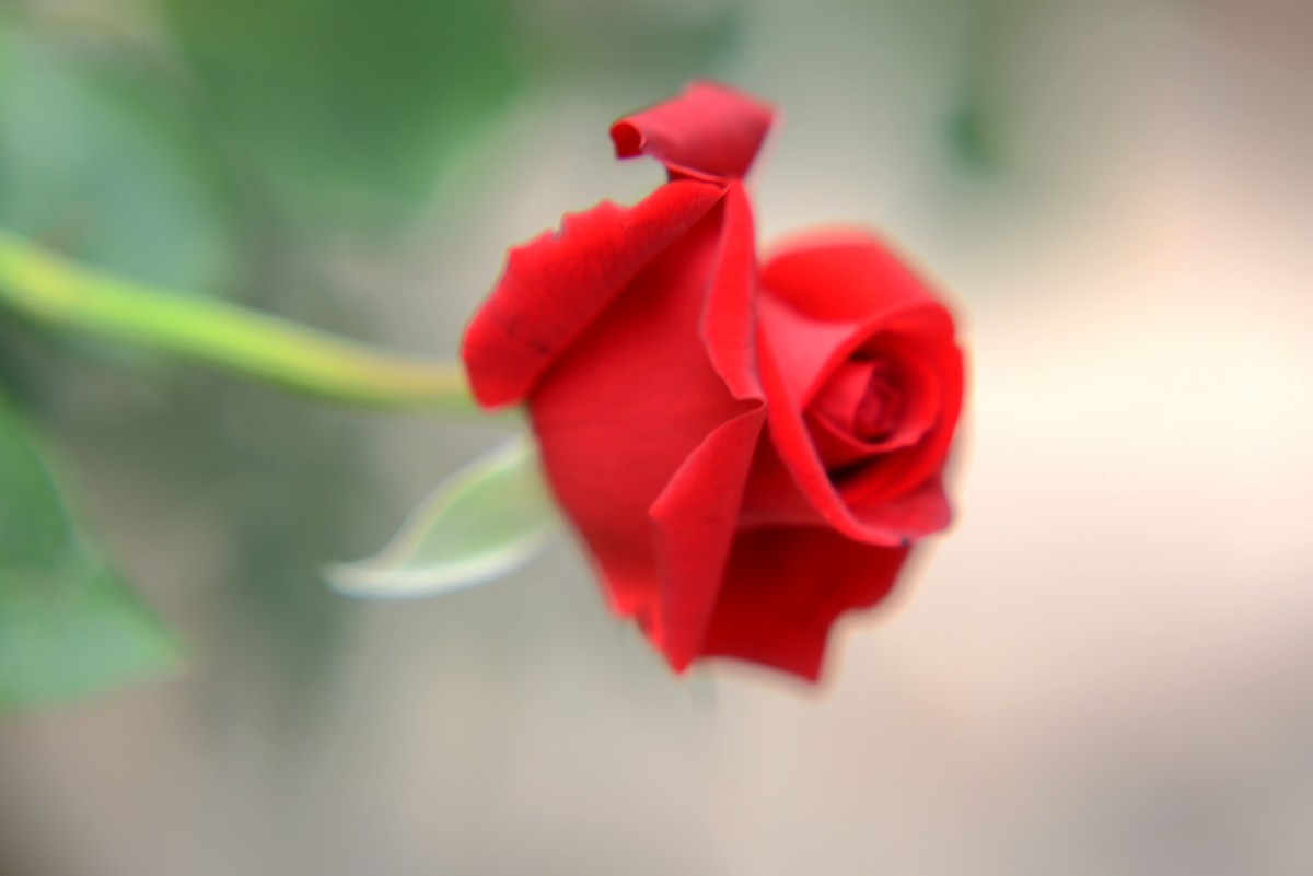 新手一组微距（1）