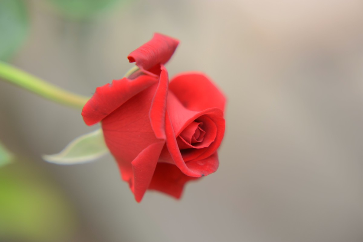 新手一组微距（1）