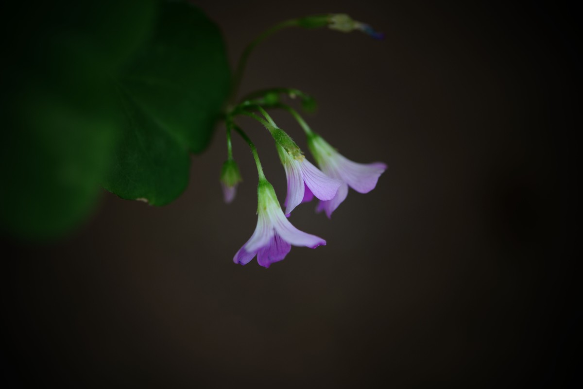 新手一组微距（1）