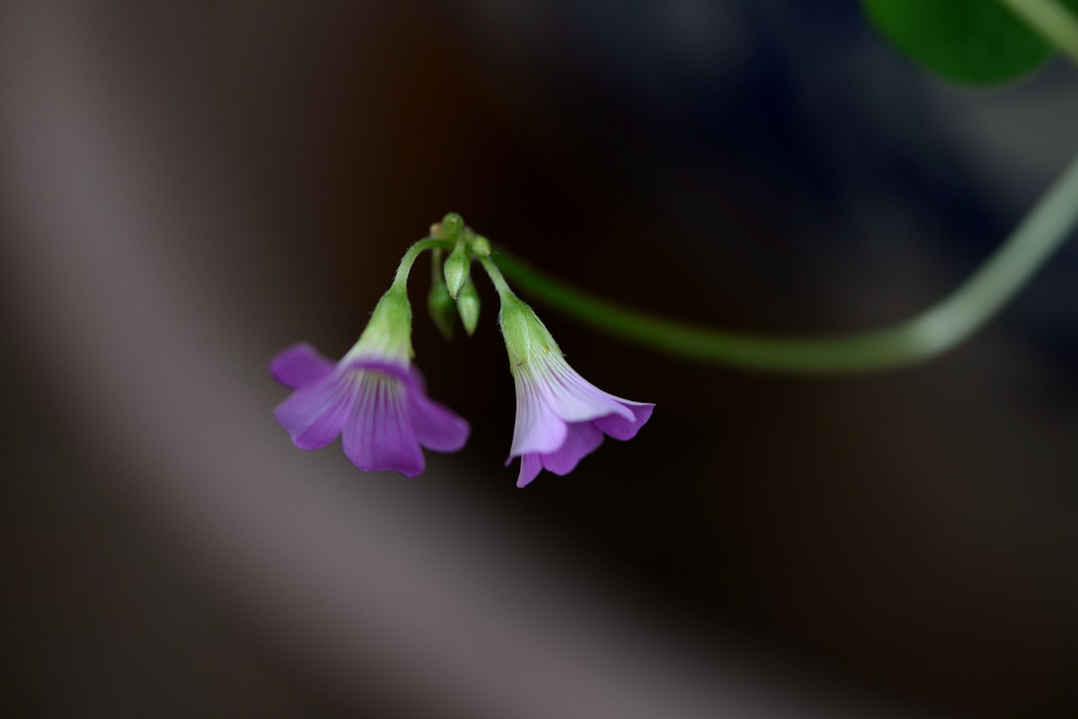 新手一组微距（1）