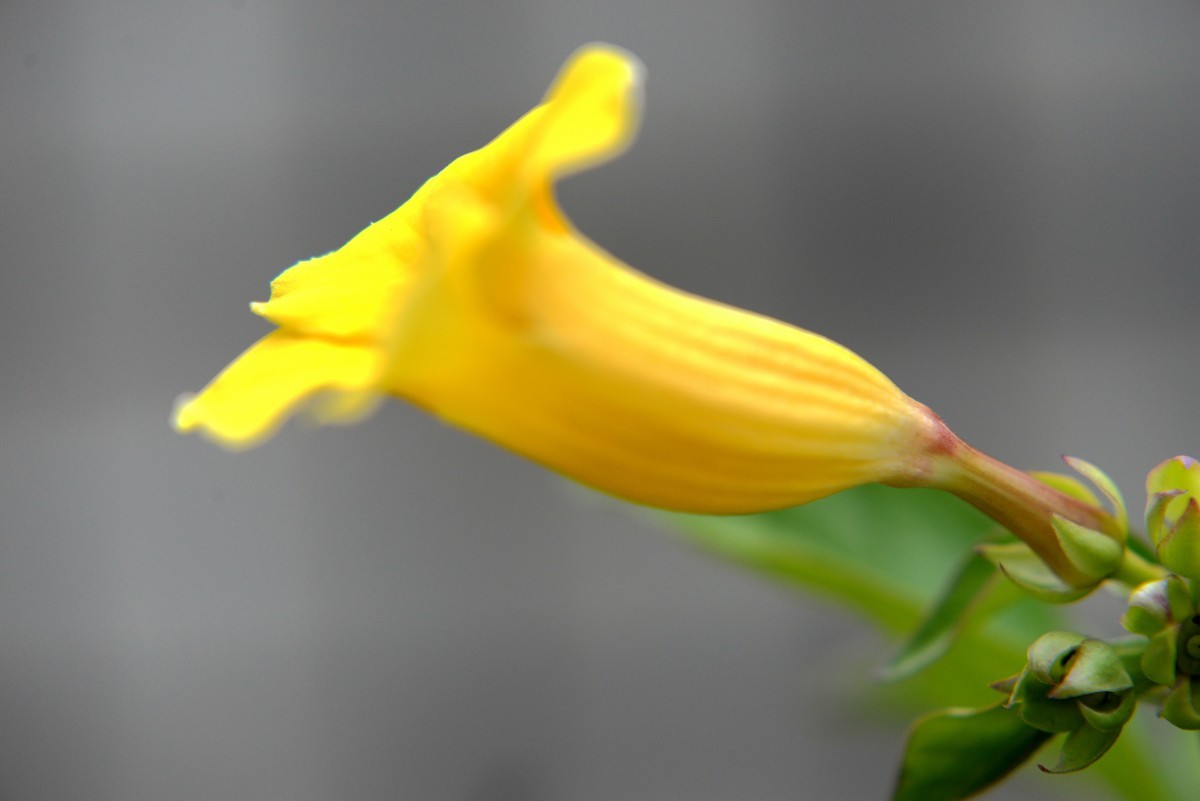 新手一组微距（1）