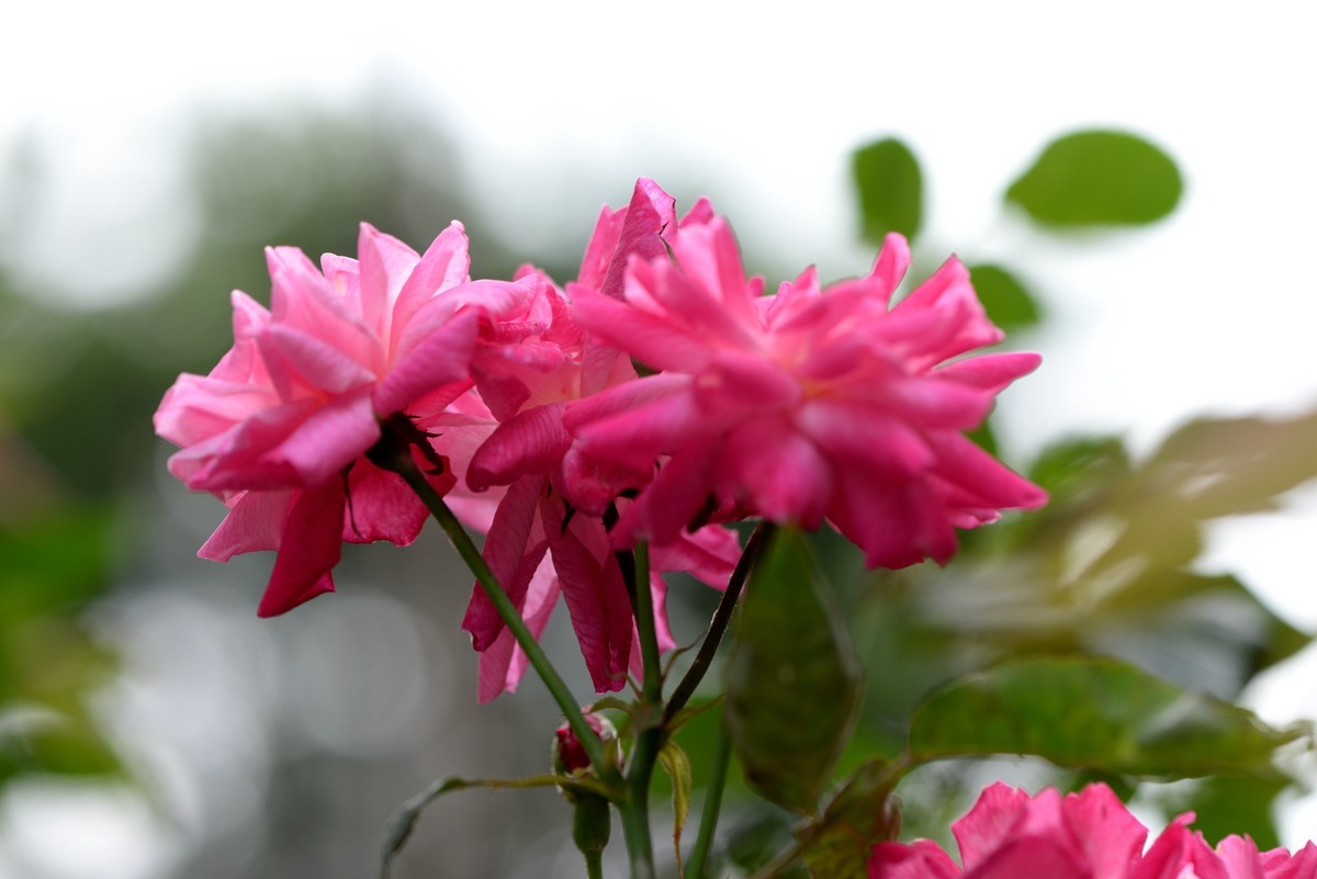 新手一组微距（1）