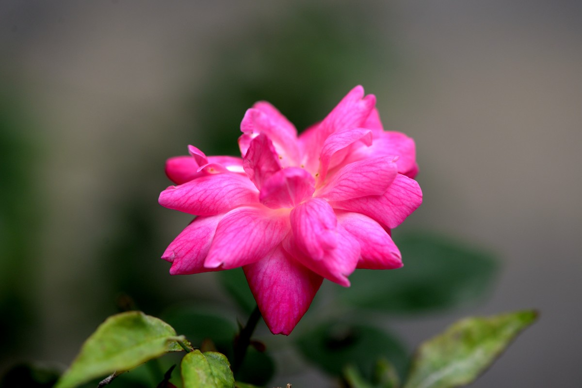 新手一组微距（1）