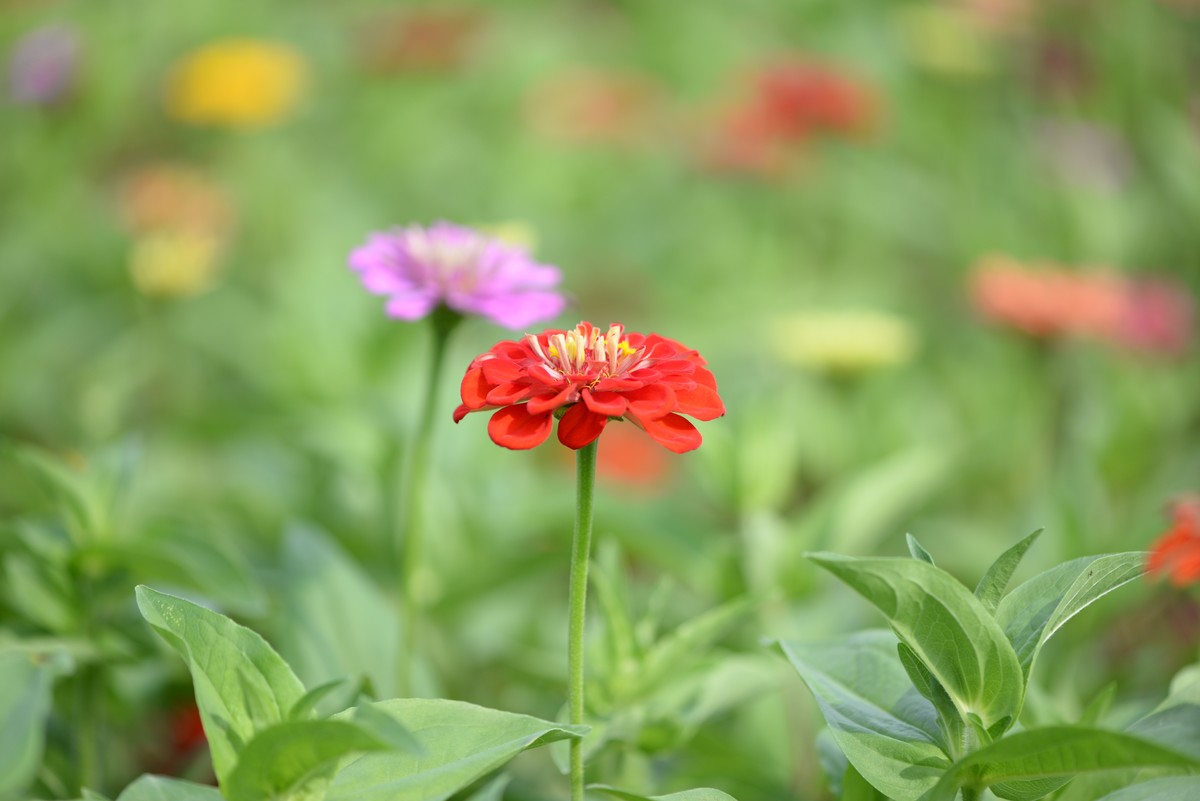 新手一组微距（2）