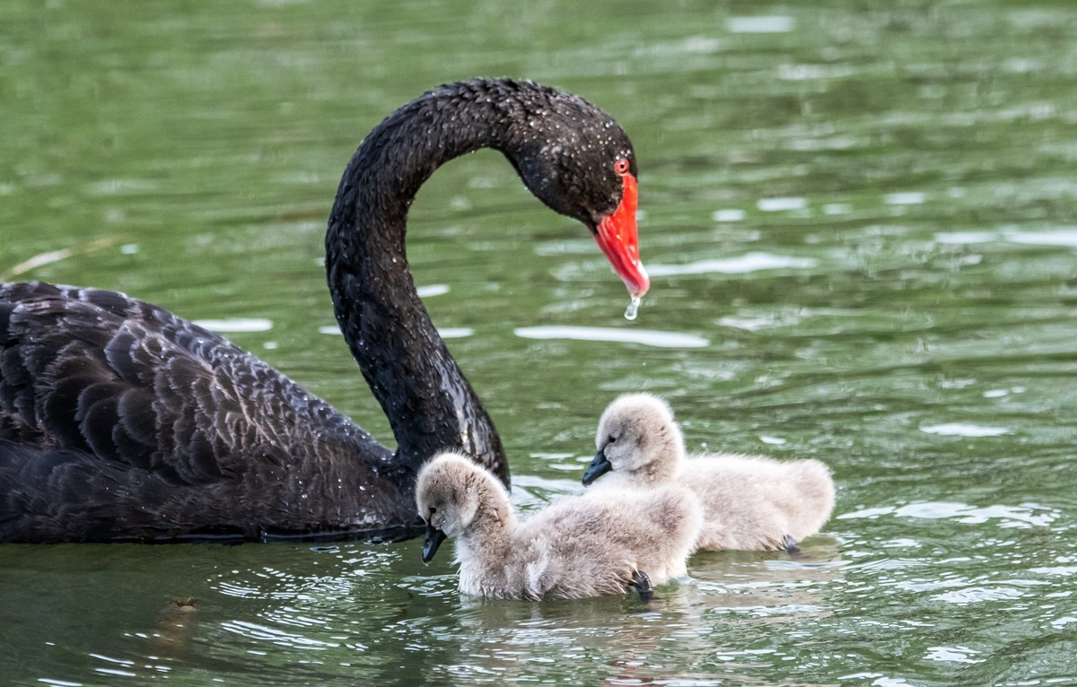 黑天鹅的一家子（一）