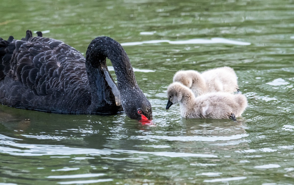 黑天鹅的一家子（一）