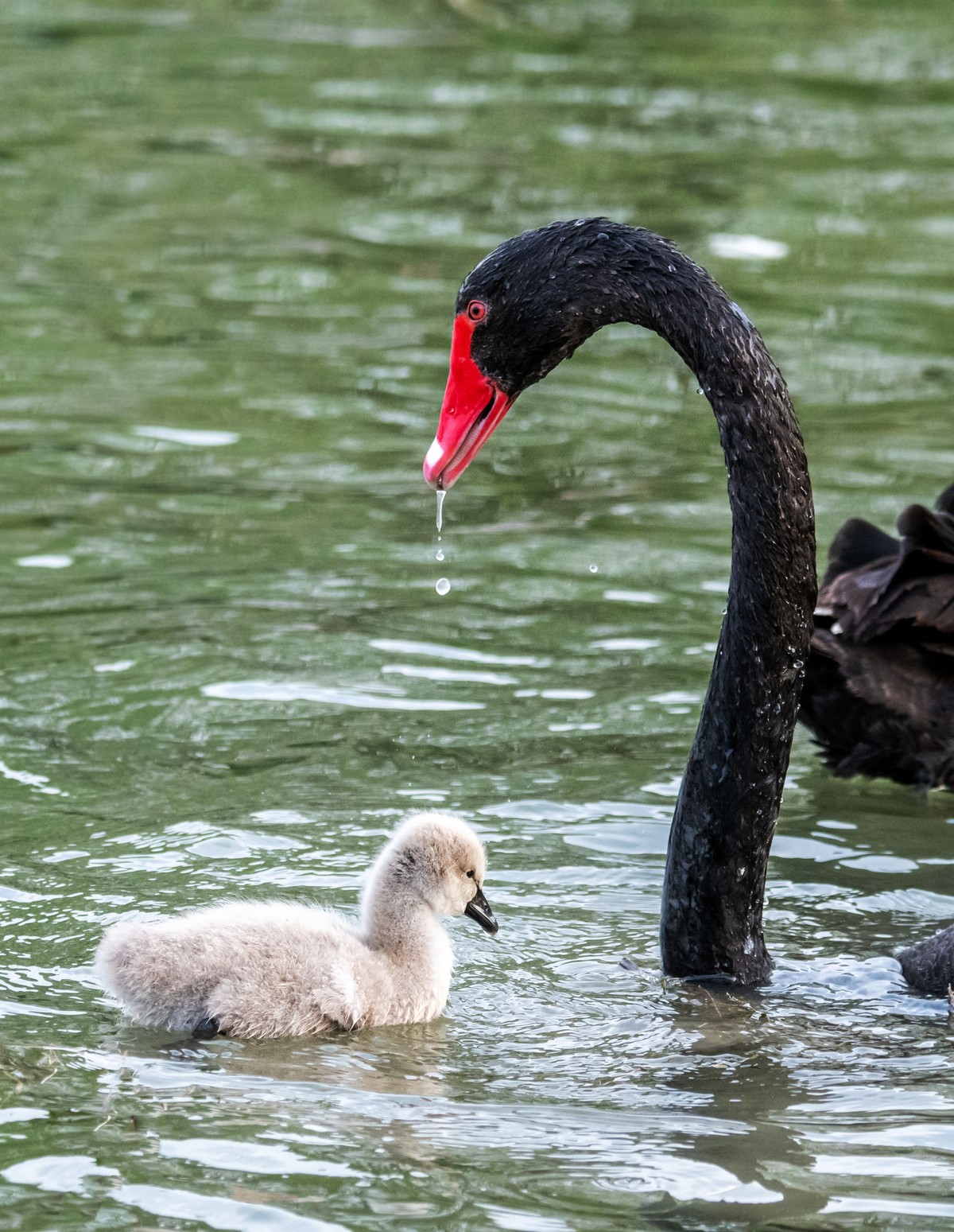 黑天鹅的一家子（一）