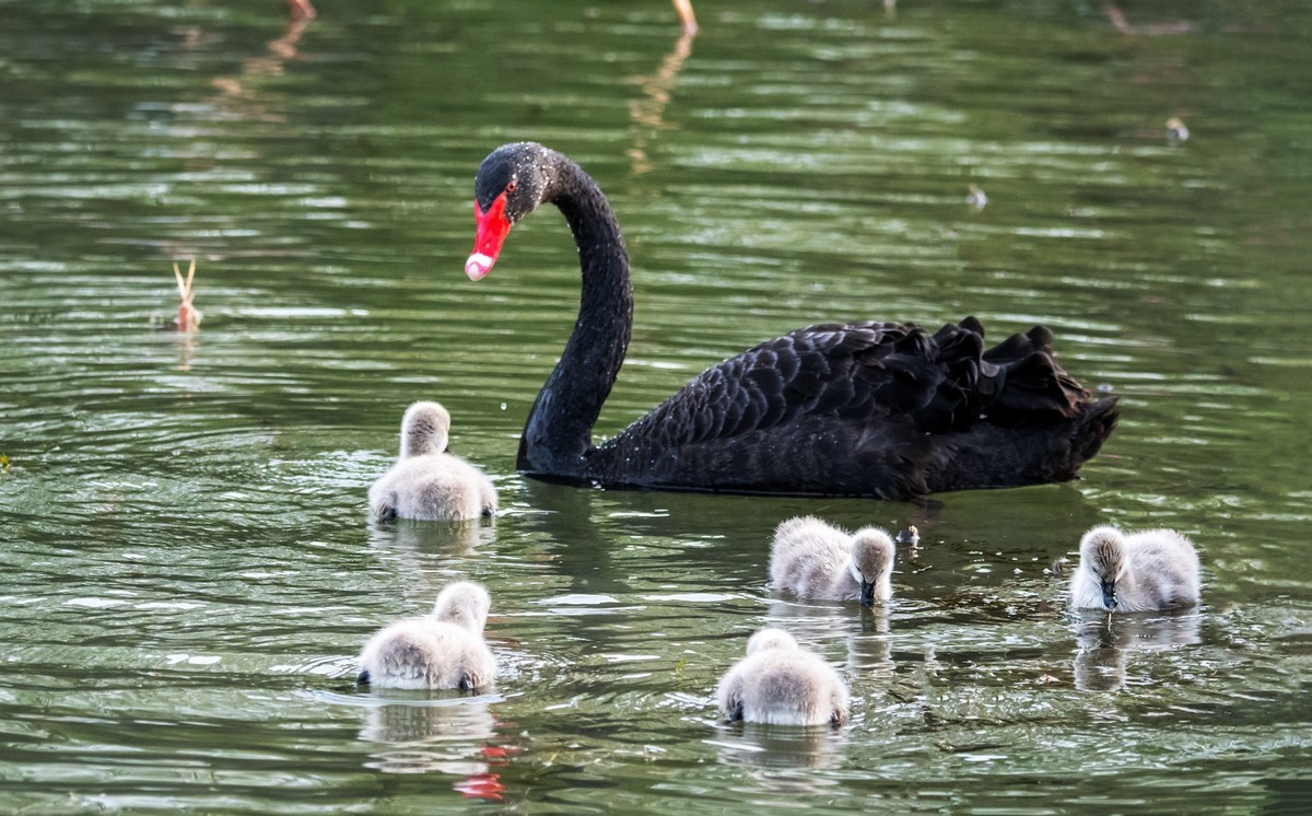 黑天鹅的一家子（一）