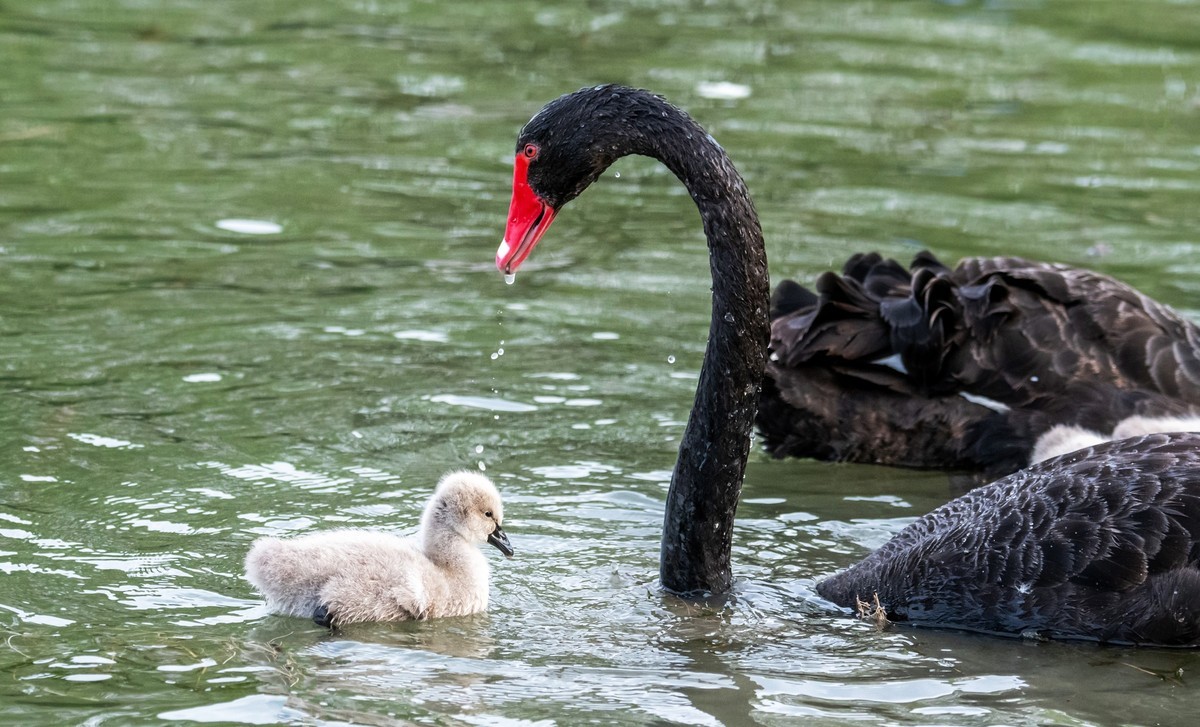 黑天鹅的一家子（一）