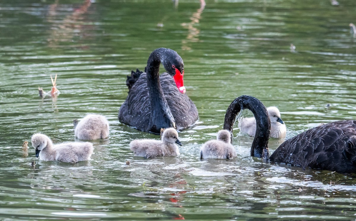 黑天鹅的一家子（一）