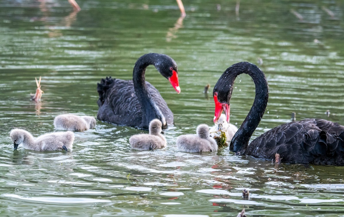 黑天鹅的一家子（一）