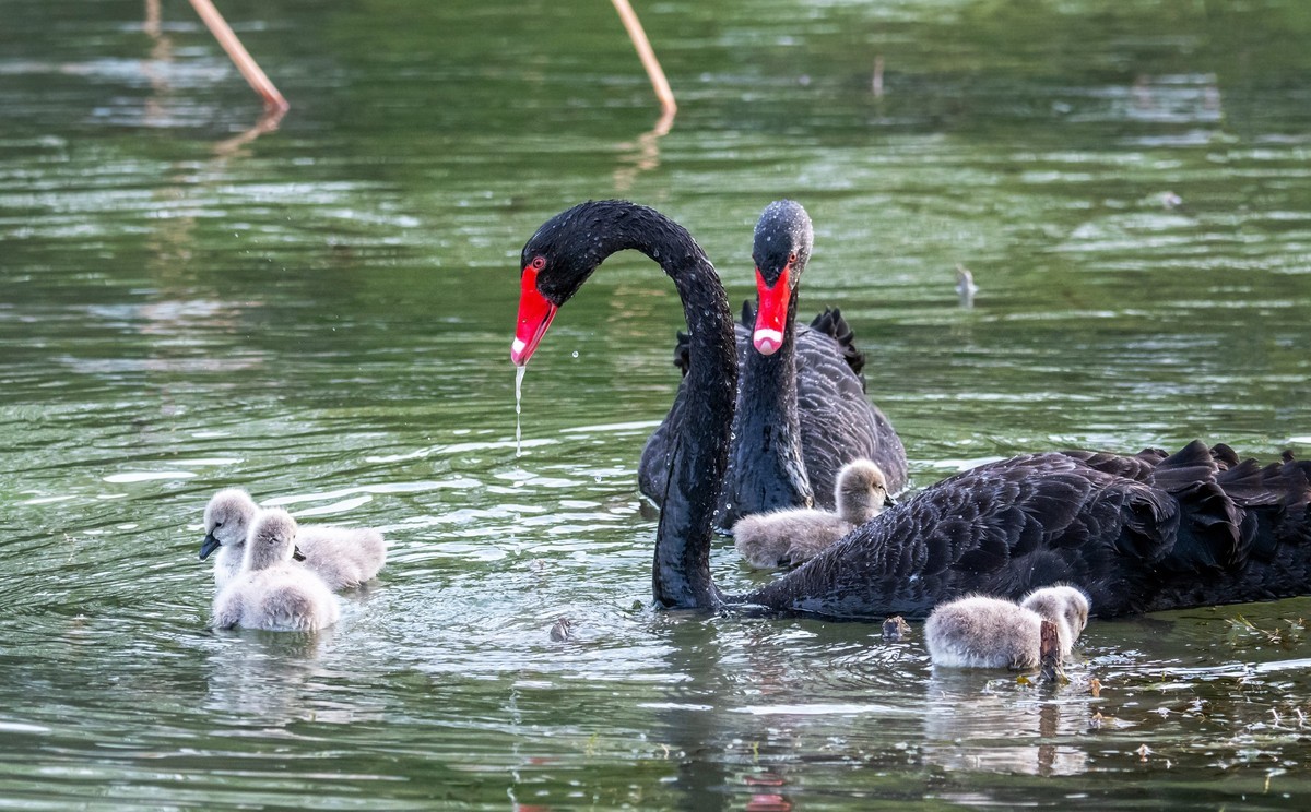 黑天鹅的一家子（一）