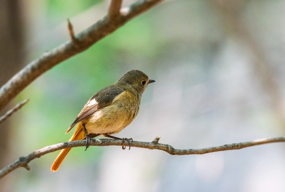 北红尾鸲（十一）