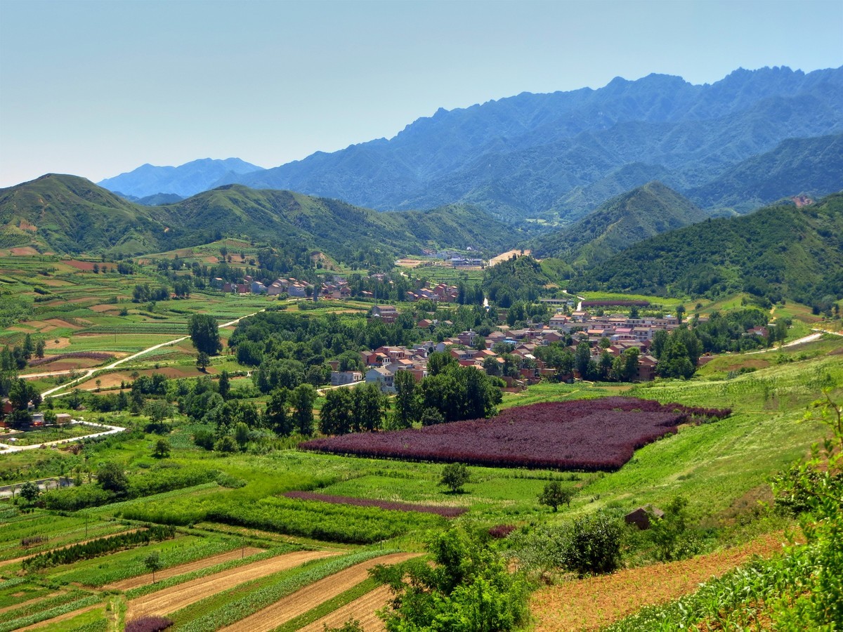 关中的普罗旺斯  蓝田鲍旗寨