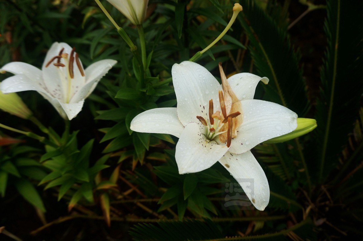 花博汇*娇艳欲滴——武汉随笔