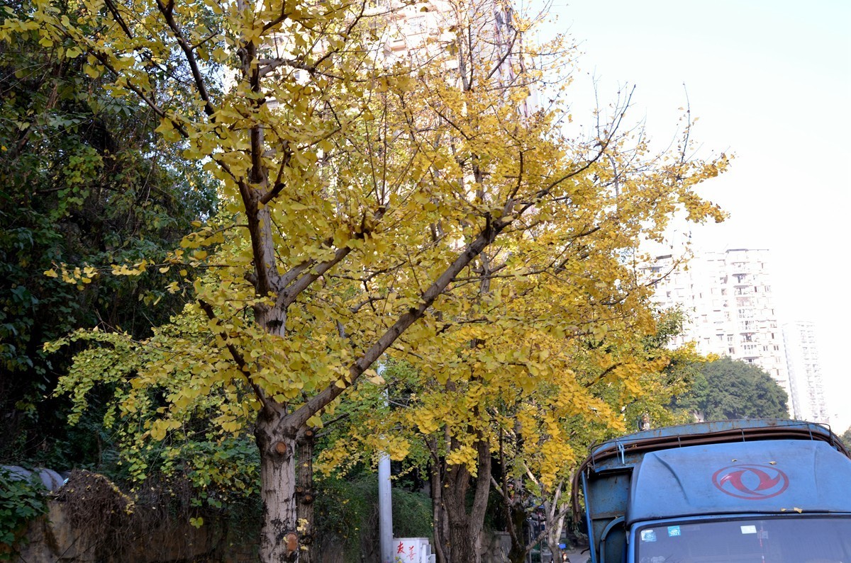 寒冬银杏 凋谢完毕 （五）