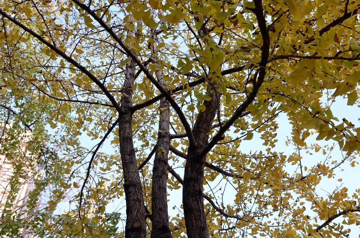 寒冬银杏 凋谢完毕 （五）