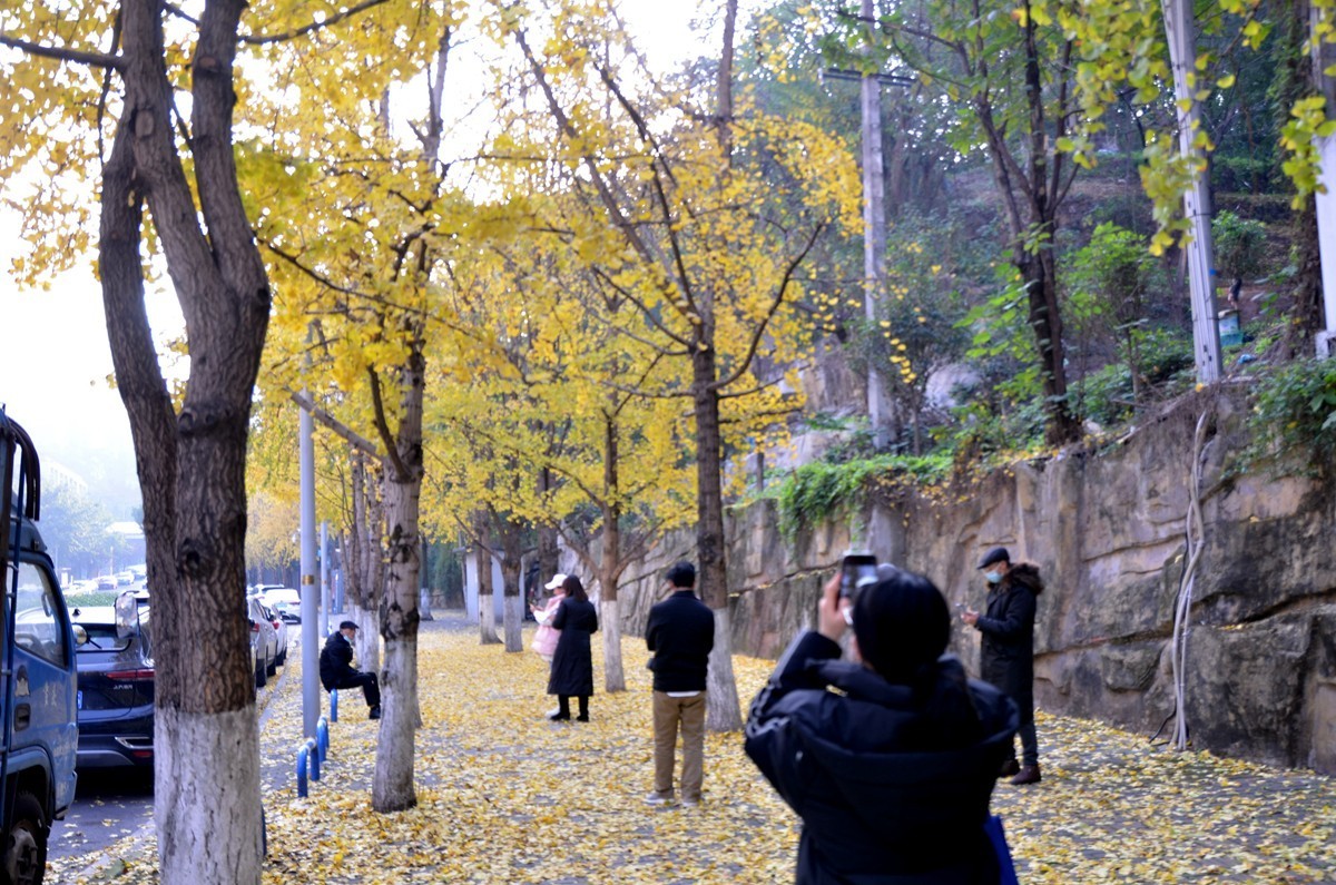 寒冬银杏 凋谢完毕 （五）