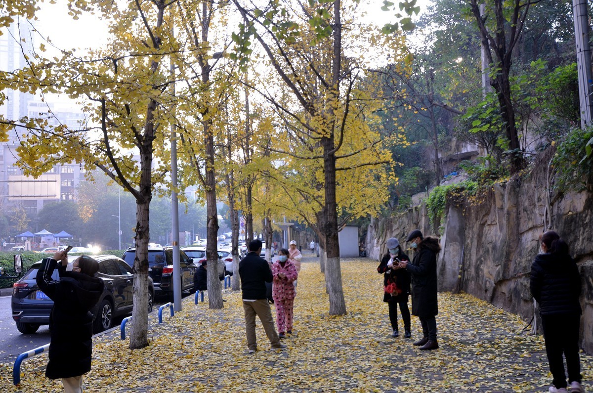 寒冬银杏 凋谢完毕 （五）