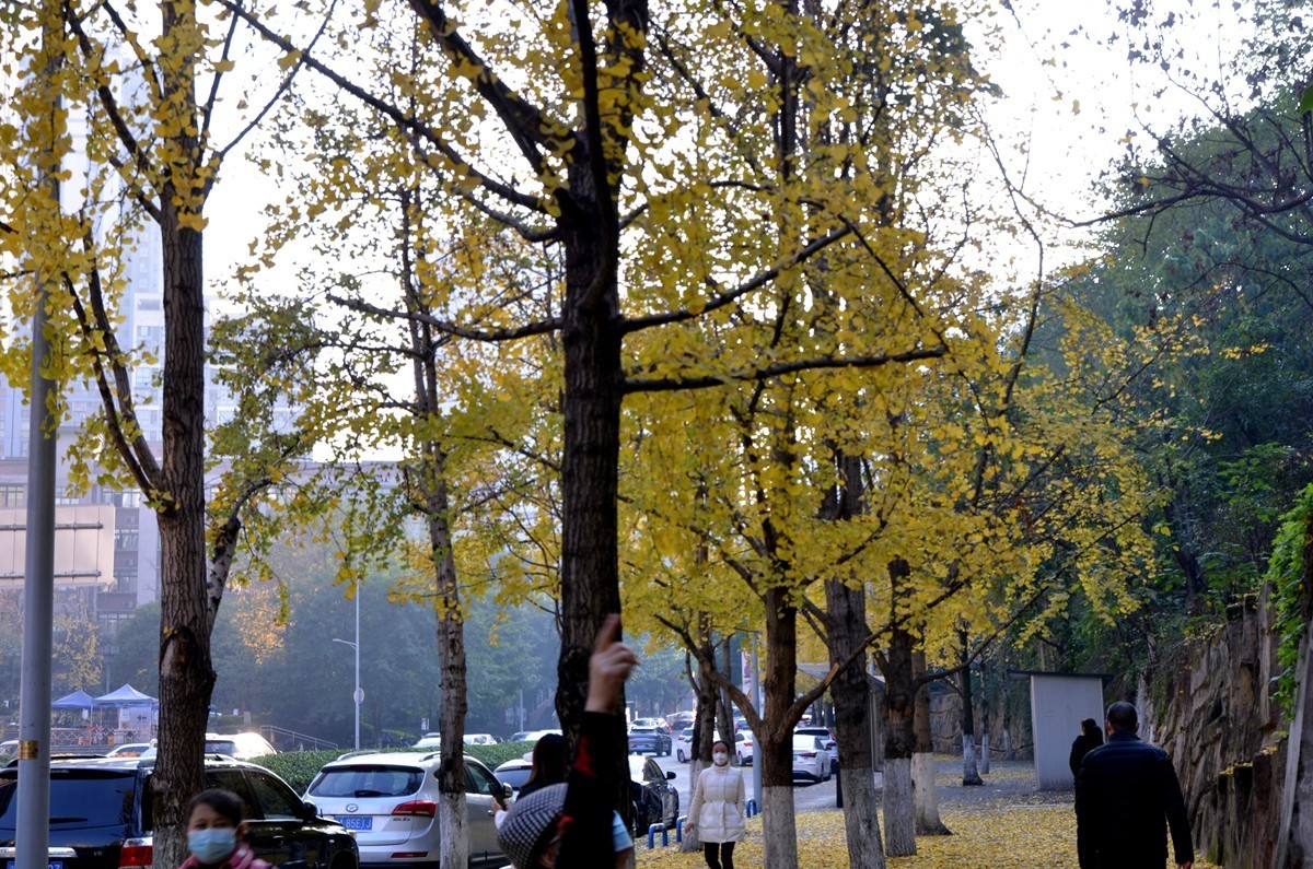 寒冬银杏 凋谢完毕 （五）