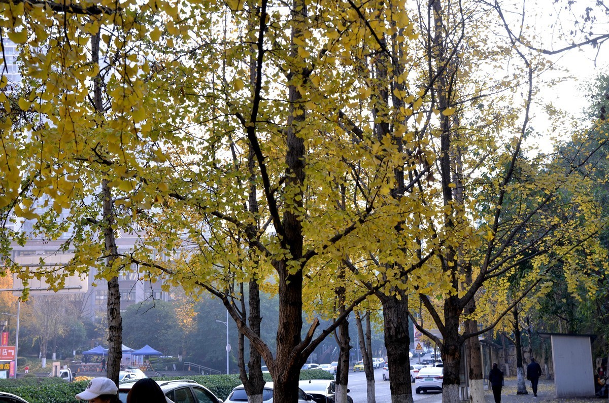 寒冬银杏 凋谢完毕 （五）