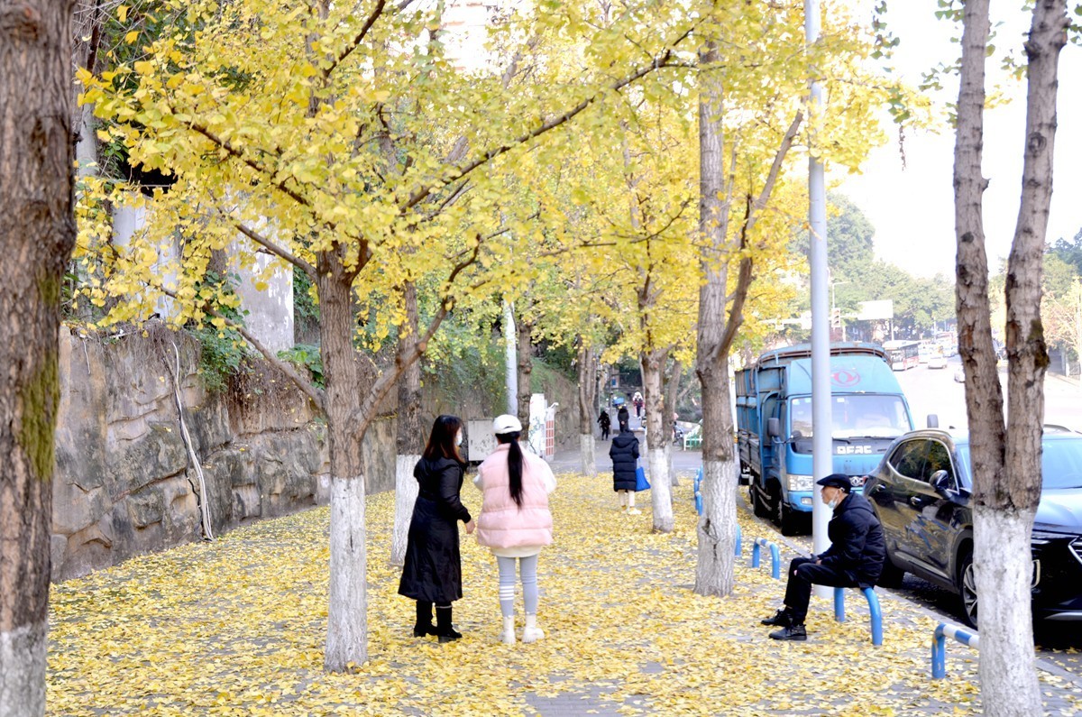 寒冬银杏 凋谢完毕 （五）