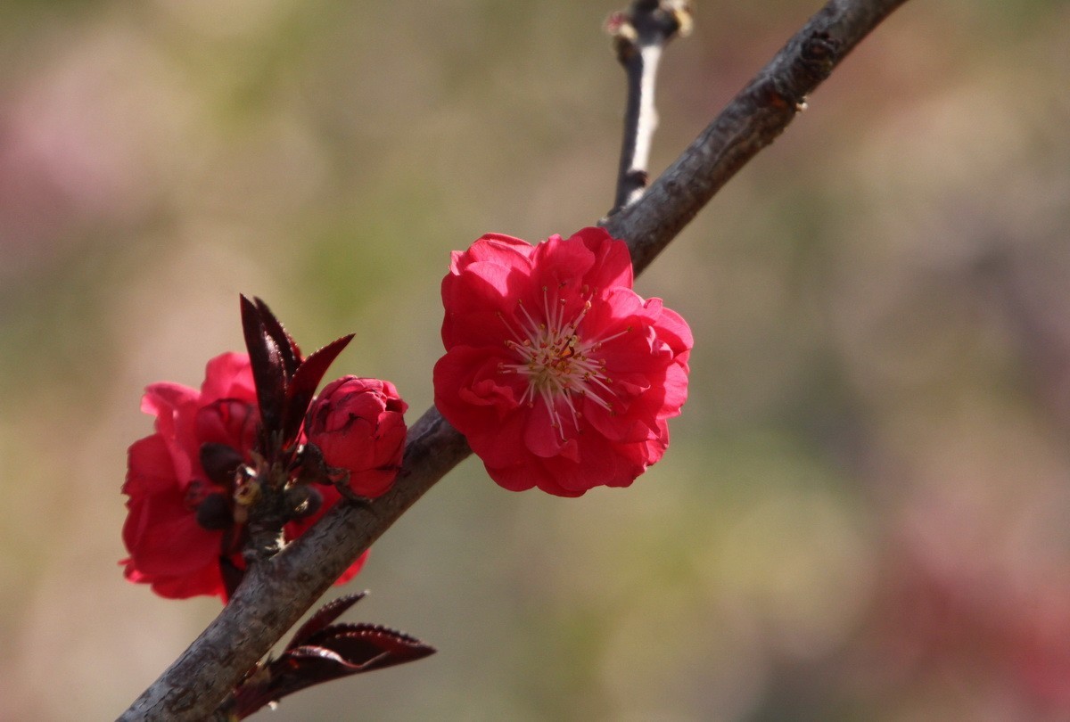 关东百花园（327）——红色碧桃花
