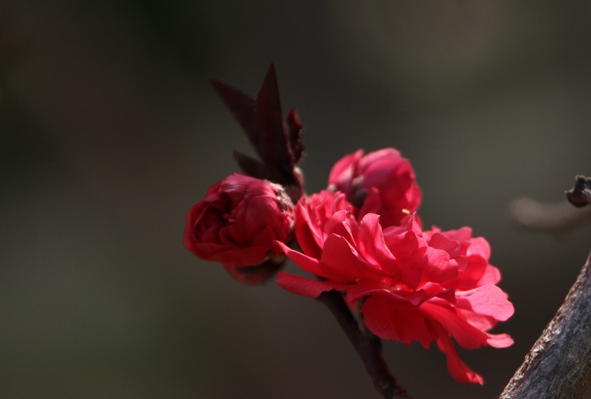 关东百花园（327）——红色碧桃花