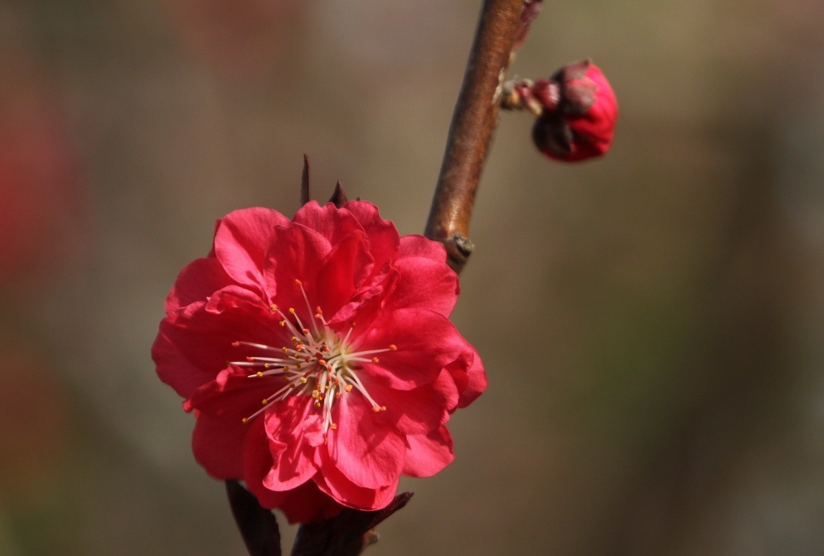 关东百花园（327）——红色碧桃花