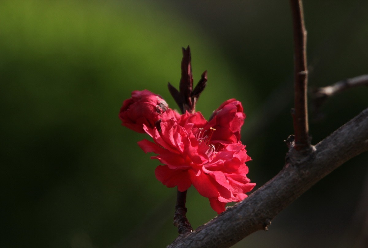 关东百花园（327）——红色碧桃花