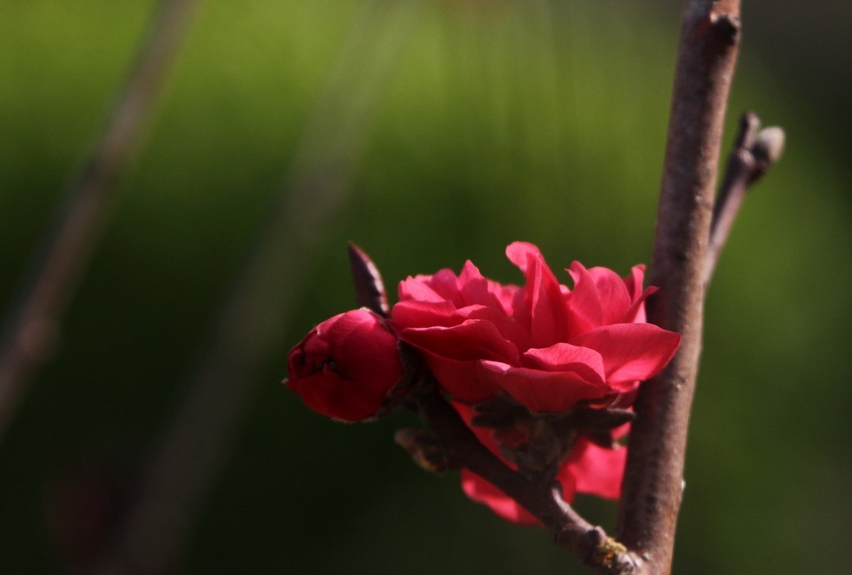 关东百花园（327）——红色碧桃花